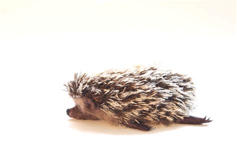 The sleeping hedgehog on Behance