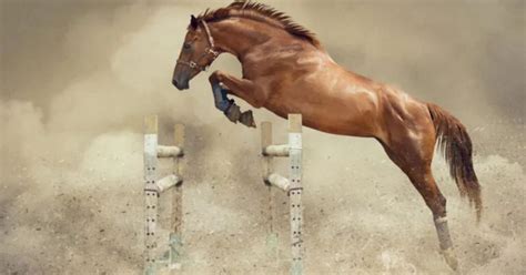 Free jumping the horse - how is it done best? | Malgré Tout Media