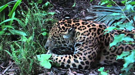 Jaguar at Chester zoo feeding, January 21 - YouTube