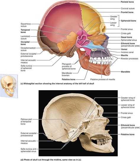 Axial Skull Anatomy