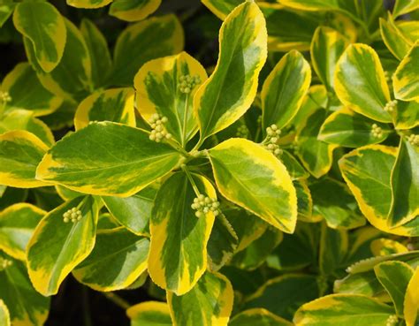 Euonymus fortunei ‘Canadale Gold’ (Pisanolist. plazeča trdoleska ...