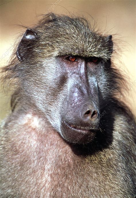 Male yellow baboon - Stock Image - Z910/0061 - Science Photo Library