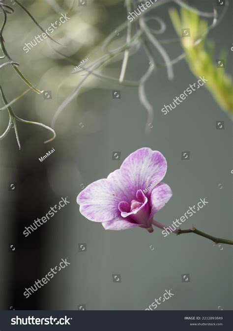 Single Purple Orchid Flower Isolated Garden Stock Photo 2212893849 ...