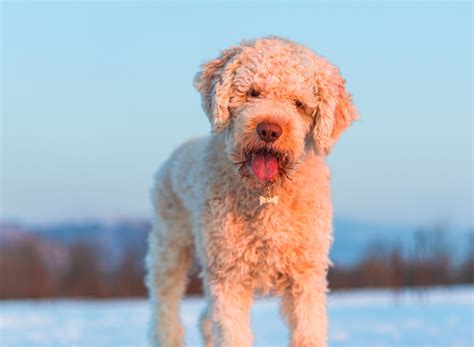 Lagotto Romagnolo - Full Profile, History, and Care