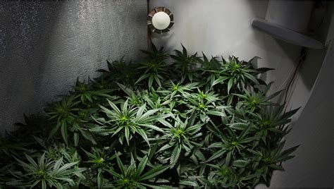 DIY Grow Room: Build Your Cannabis Indoor Grow | Fast Buds