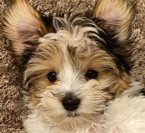 27 Havanese Mix Breeds - The Perfect Hybrid Dogs