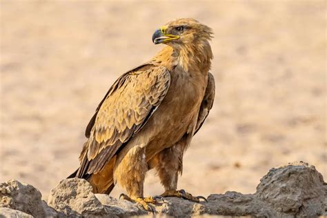 ALIMENTACIÓN DE LOS ANIMALES DEL DESIERTO