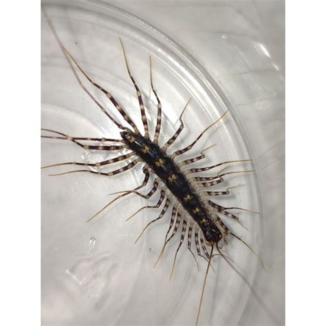 Jual Scutigeromorpha kelabang kaki panjang house centipede | Shopee Indonesia