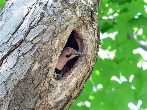 Nature Works Photography: northern flicker in nest