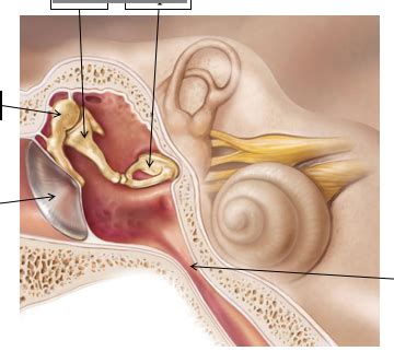 Ossicles Diagram | Quizlet