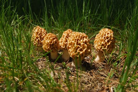 Five Things you need to know about Michigan Morel Mushrooms - Absolute ...