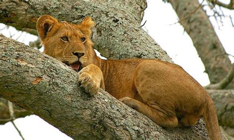 Tree Climbing Lions Uganda, Ishasha (Can Lions Climb Trees?)