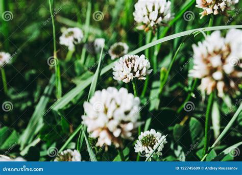 Flowers of White Clower Trifolium Repens in a Lawn Stock Image - Image of garden, beauty: 122745609