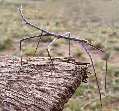 حشرة العصا Stick Insect - عالم المعرفة