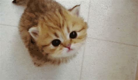 I Heard You All Like Kitty Gifs | Kittens cutest, Cutest cats ever, Cute animals