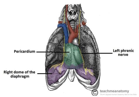 Vagus Nerve Thorax