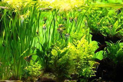 Amazon River Underwater Plants