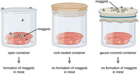 Spontaneous Generation | Microbiology | | Course Hero