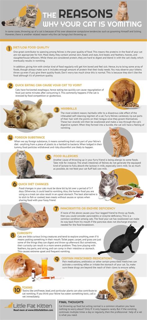 Pin on Cat infographics