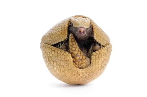 Armadillo Lifecycle - Worldwide Nature