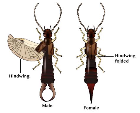 All about earwigs, curious victims of a baseless myth