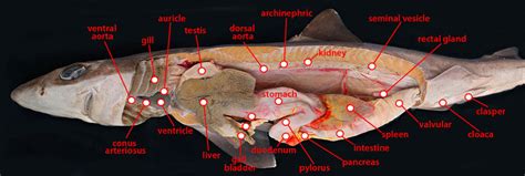 Anatomy - sharK Facts