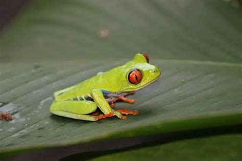 The Diet of the Red-Eyed Tree Frog - Reptiles & Amphibians