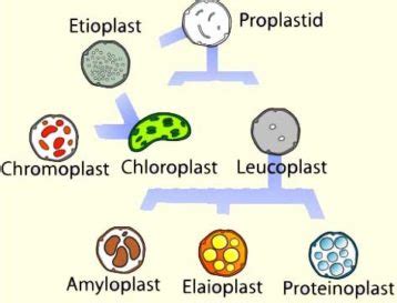 Plastid : Types, Structure and Functions | Biology EduCare