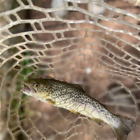 ᐅ Dehart Reservoir fishing reports🎣• Lower Paxton, PA (United States ...