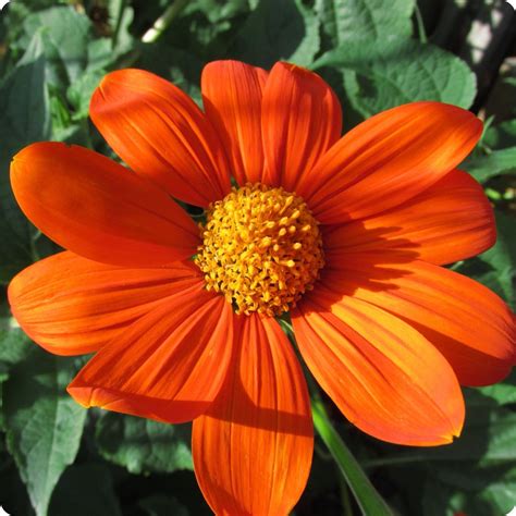 Sunflower Seeds - Mexican Sunflower - Heirloom Untreated NON-GMO From Canada