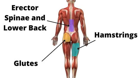 What Muscle Does The Deadlift Work?