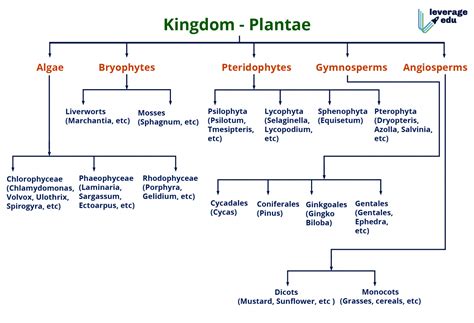 Plant Kingdom - Riset