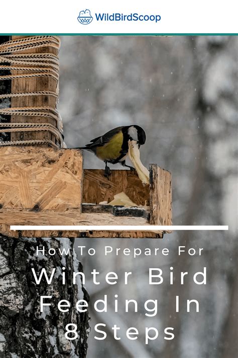 Winter Bird Feeding - How To Feed Your Bird During Winter In 8 Steps