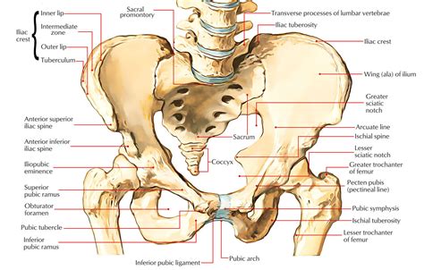 Pelvic Girdle – Coxal Bones Anatomy – Earth's Lab