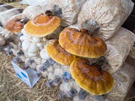 Premium Photo | Mushroom cultivation