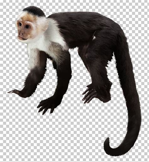 Capuchin Monkey Primate Gorilla White-headed Capuchin Chimpanzee PNG, Clipart, Animals, Capuchin ...