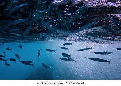 7 Needlefish Hawaii Images, Stock Photos, and Vectors | Shutterstock