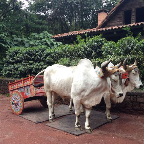 Bullock Cart, Costa Rica, Art Lessons, Wallpaper Backgrounds, Landscape, Tractors, Animals ...