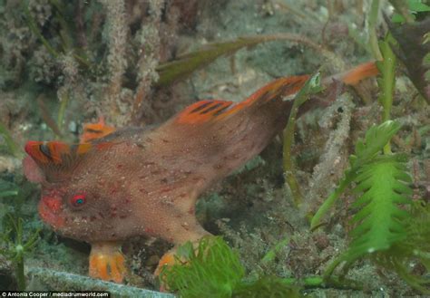 Incredible footage shows Red Handfish using hand to walk | Daily Mail Online