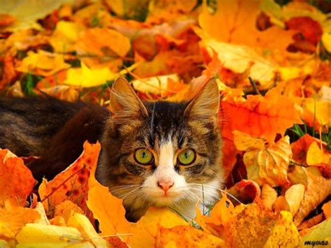 Pin by Lynn Maycroft on Autumn Leaves | Fall cats, Autumn animals, Funny cat pictures