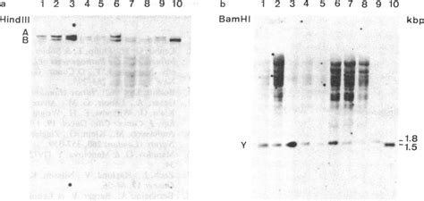 Hybridization of 32P-labeled cloned BamHI Y to a filter containing ...