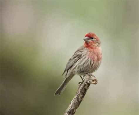 Finches in Texas (8 Species with Pictures) - Wild Bird World