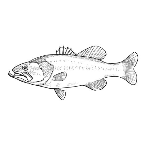 Line Drawing Piranha Fish, Line Drawing, Piranha, Small Fish PNG ...