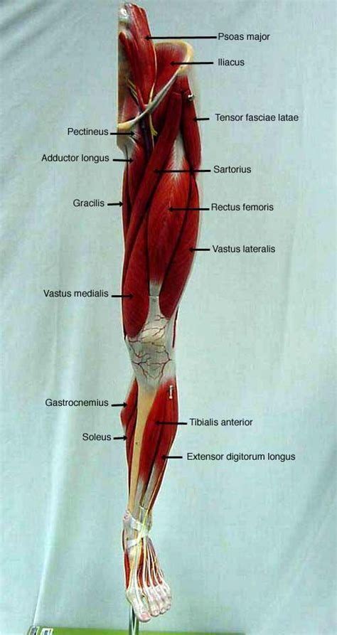 Pin on cuerpo y musculos