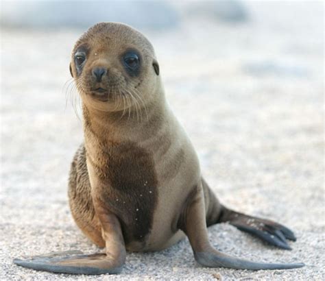 steller-sea-lion-pup | Baby Animal Zoo