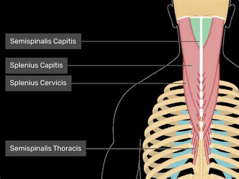 Splenius Capitis And Cervicis