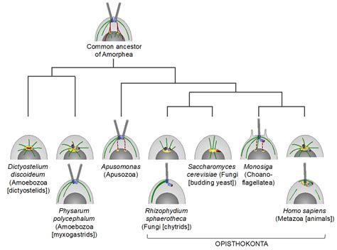 Cells | Free Full-Text | The Centrosome and the Primary Cilium: The Yin and Yang of a Hybrid ...