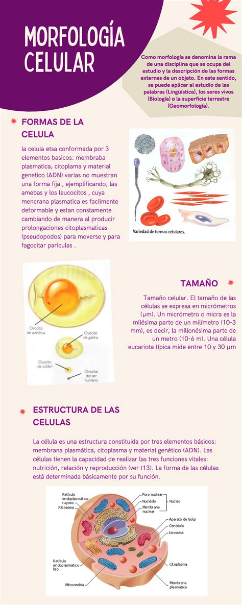 Morfologia Celular - Como morfología se denomina la rama de una ...