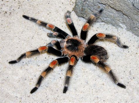 Male Brachypelma hamorii (Mexican Orange-knee Tarantula) in Colima State. Exacte locale redacted ...