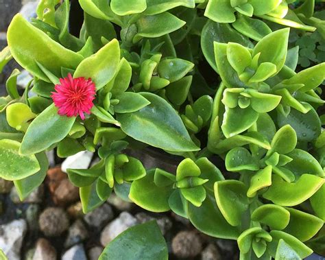 GardensOnline: Aptenia cordifolia